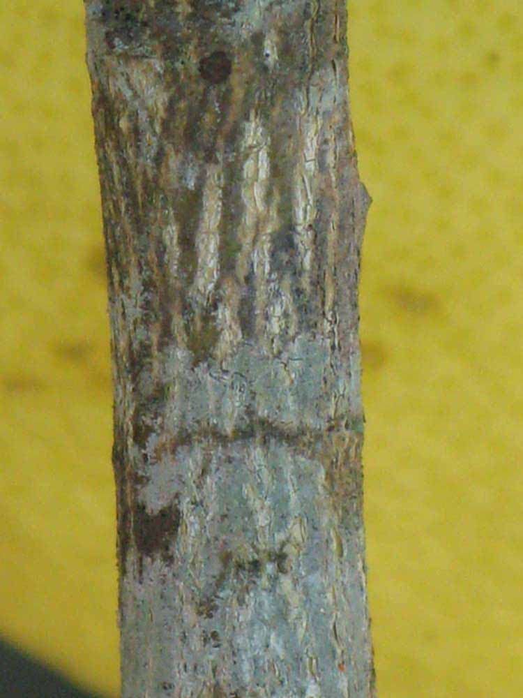              Second - third year twig (Winter Haven, FL)       